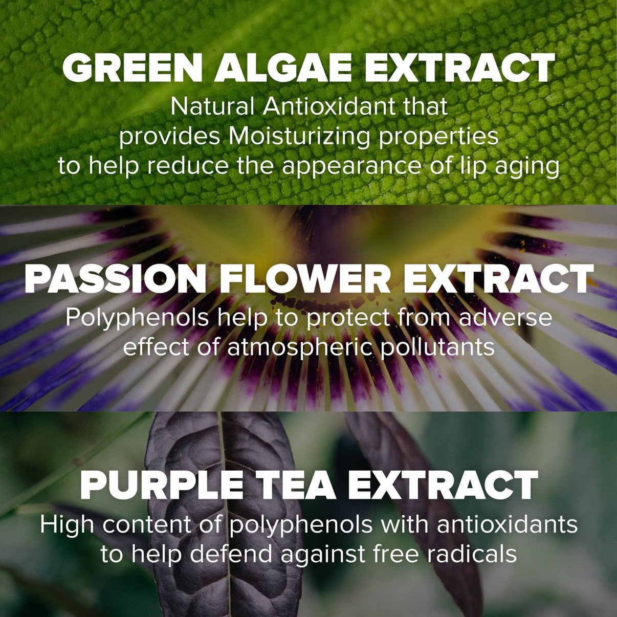 Green algae extract, passion flower extract, purple tea extract - NUDESCREEN LIP PRIMER SPF 30